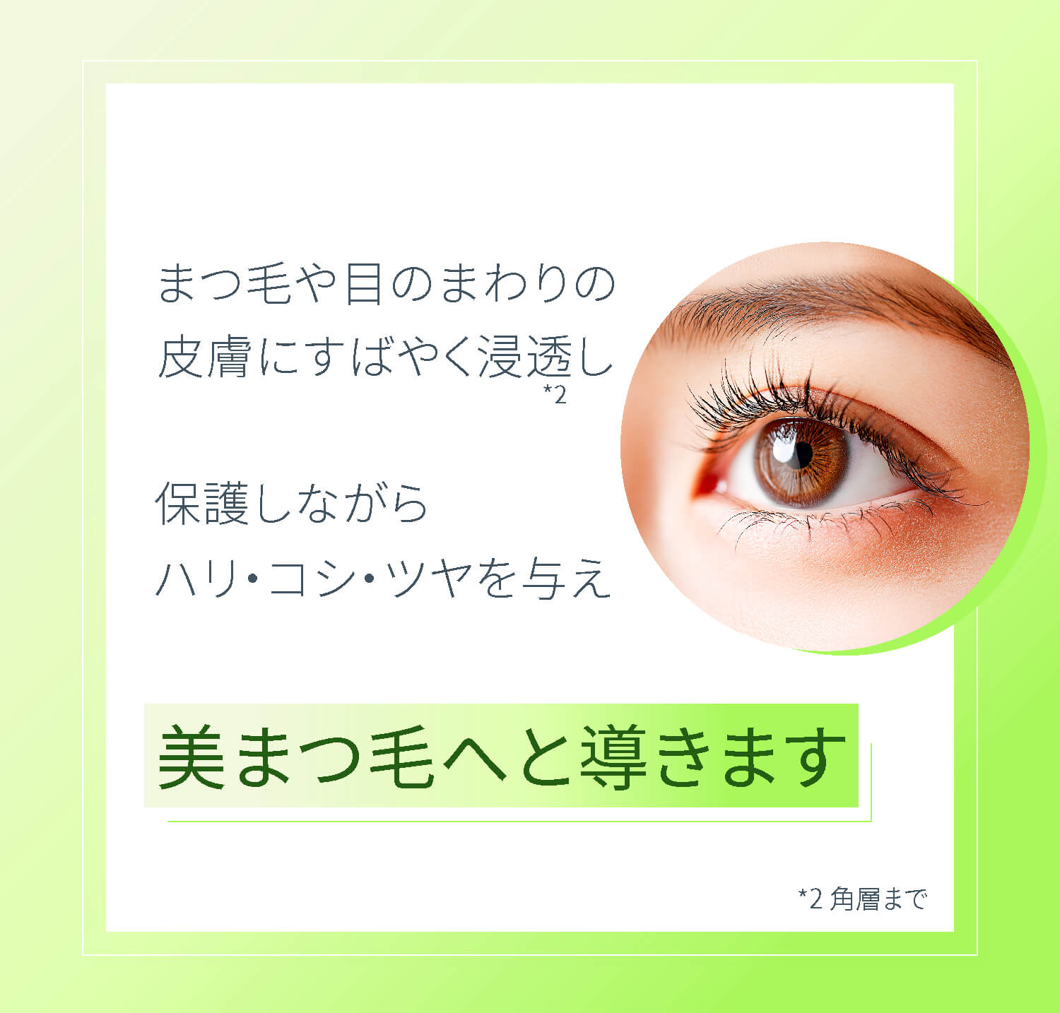 まつ毛や目のまわりの皮膚にすばやく浸透し、保湿しながらハリ・コシ・ツヤを与え美まつ毛へと導きます